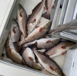 South Louisiana Fishing Haul 